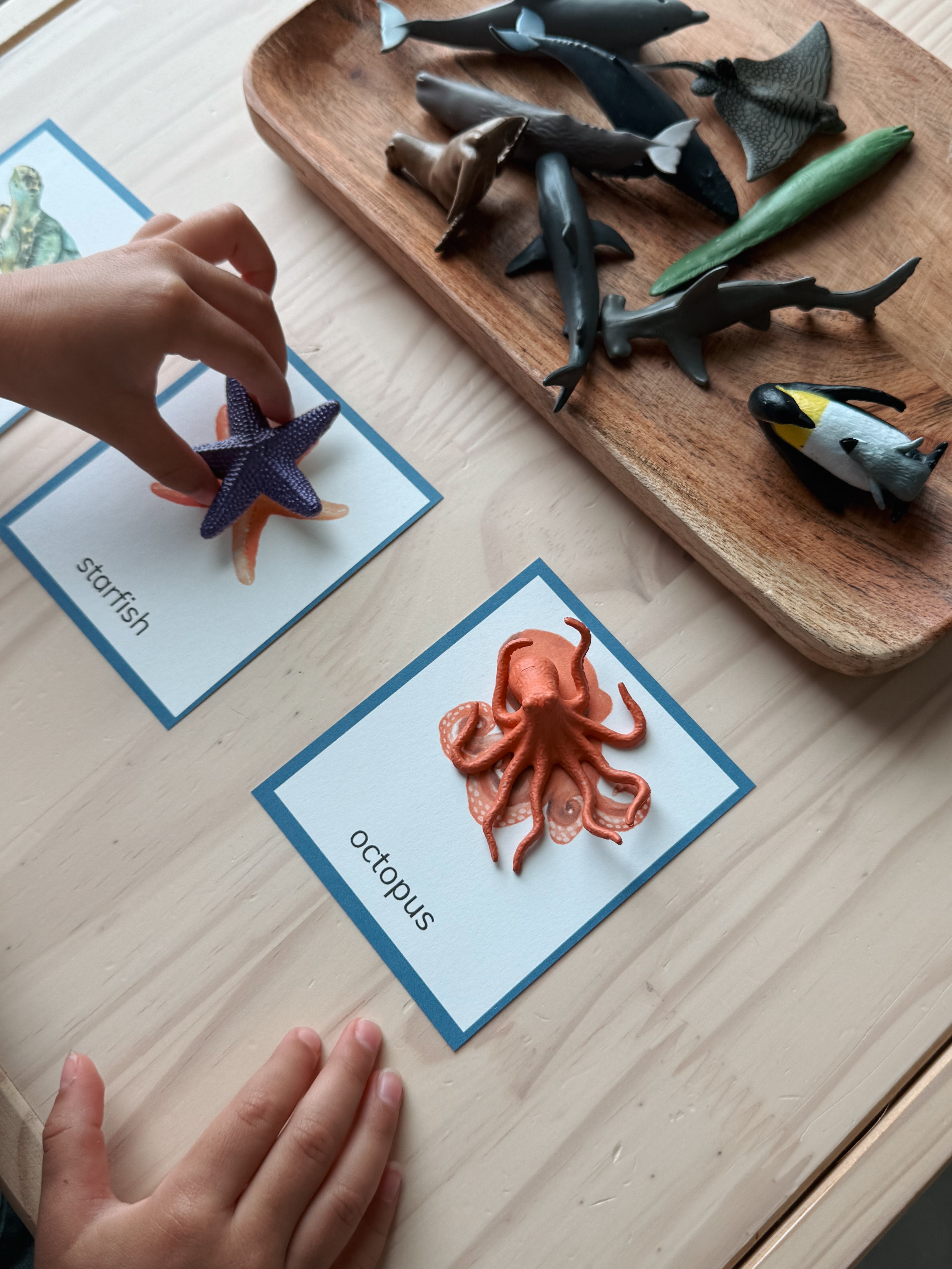 Little Explorers: Sea Life