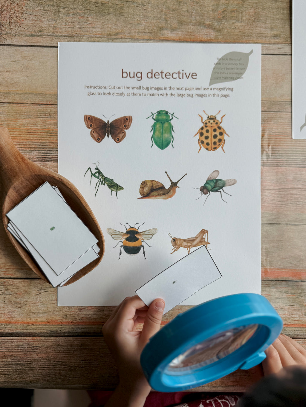 Little Explorers Pack: Bugs & Insects