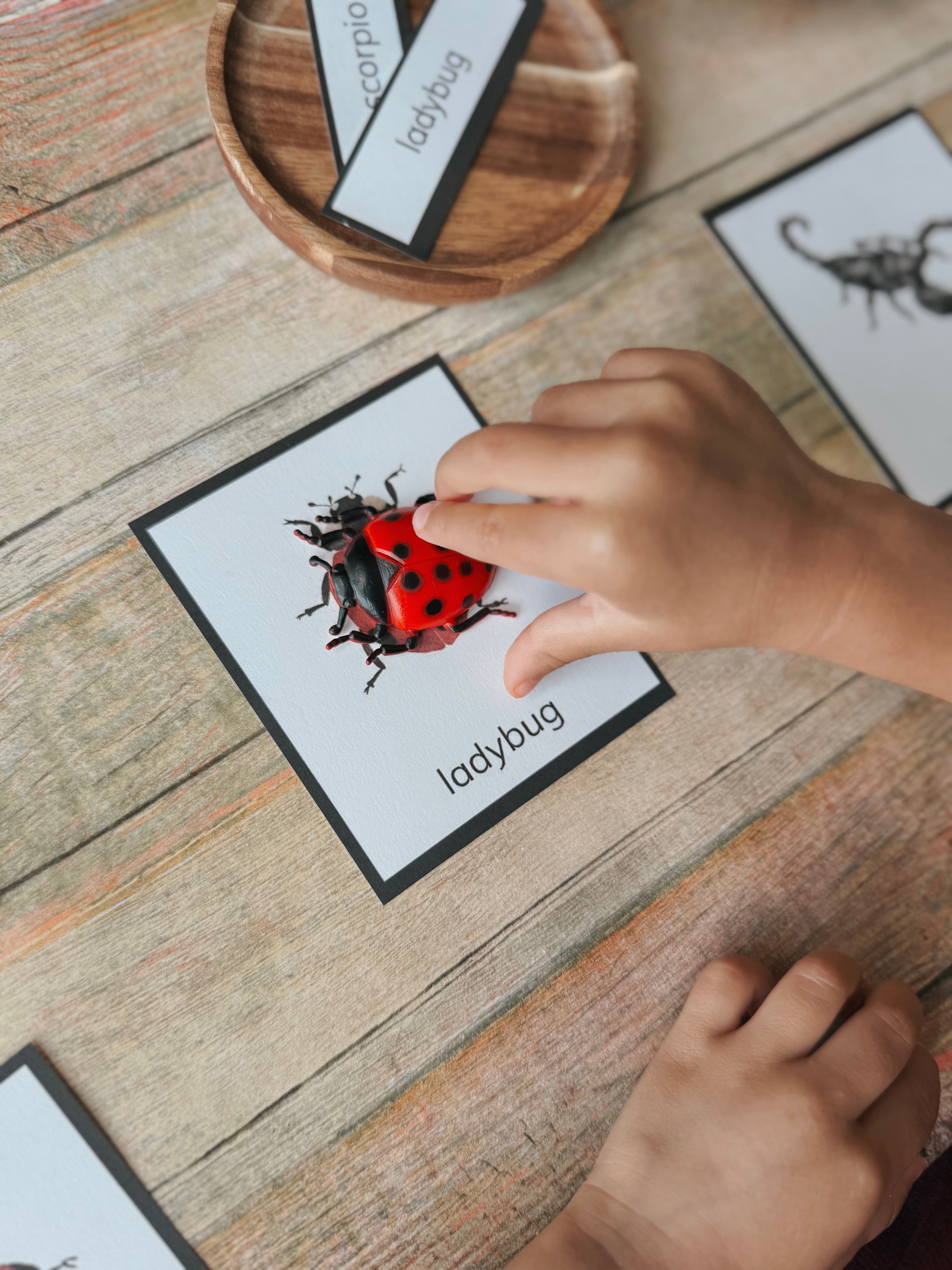 Little Explorers Pack: Bugs & Insects